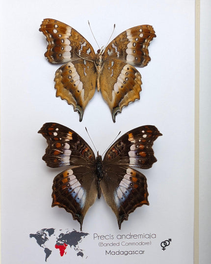 Madagascan Commodore Butterfly Taxidermy, Entomology Wall Art (5x7)