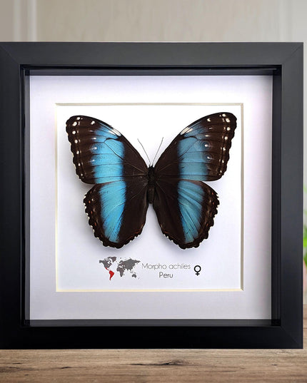 Framed achilles morpho butterfly: blue-banded female, peru (8x8)