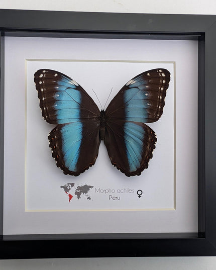 Framed achilles morpho butterfly: blue-banded female, peru (8x8)