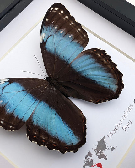 Framed achilles morpho butterfly: blue-banded female, peru (8x8)