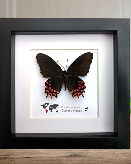 Framed erostratus swallowtail butterfly: black & red entomology wall decor
