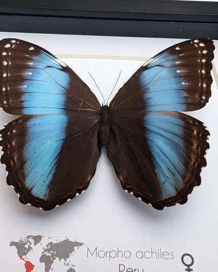 Framed achilles morpho butterfly: blue-banded female, peru (8x8)