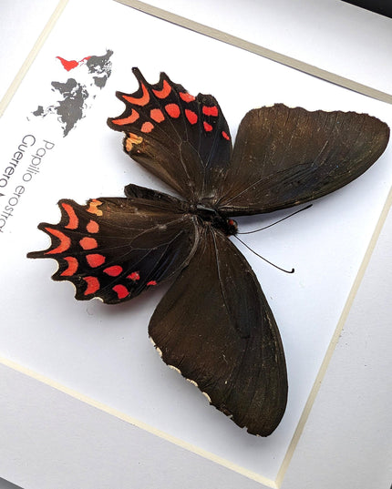 Framed erostratus swallowtail butterfly: black & red entomology wall decor