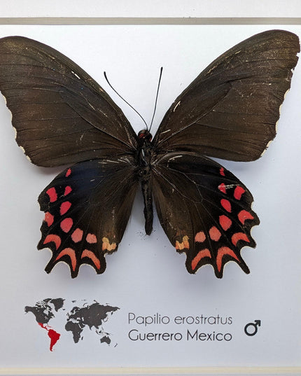 Framed erostratus swallowtail butterfly: black & red entomology wall decor