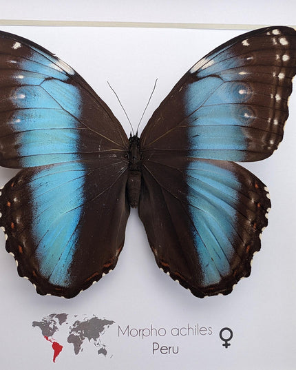 Framed achilles morpho butterfly: blue-banded female, peru (8x8)