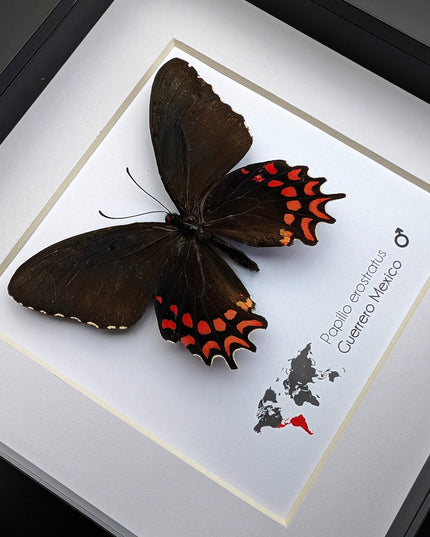 Framed erostratus swallowtail butterfly: black & red entomology wall decor