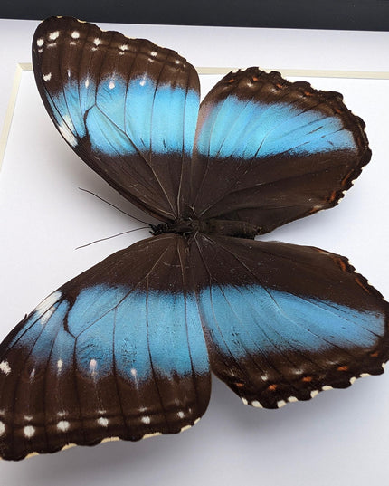 Framed achilles morpho butterfly: blue-banded female, peru (8x8)