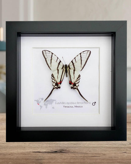 Eurytides epidaus fenochionis, mexican kite swallowtail, long-tailed kite, entomology gift, taxidermy butterfly, wall decor