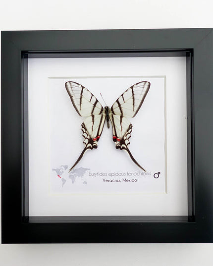 Eurytides epidaus fenochionis, mexican kite swallowtail, long-tailed kite, entomology gift, taxidermy butterfly, wall decor