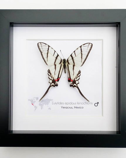 Eurytides epidaus fenochionis, mexican kite swallowtail, long-tailed kite, entomology gift, taxidermy butterfly, wall decor