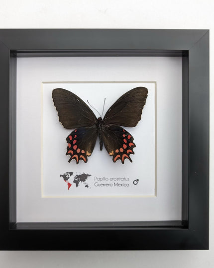Framed erostratus swallowtail butterfly: black & red entomology wall decor