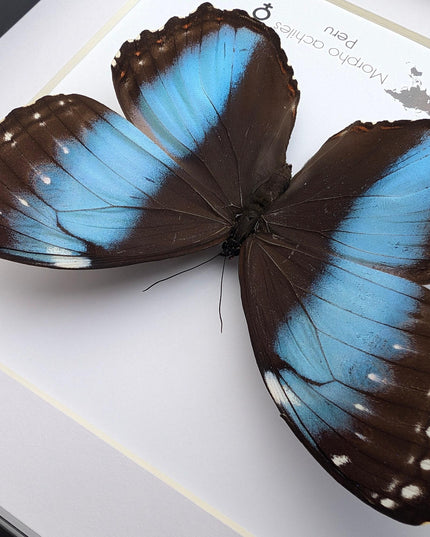 Framed achilles morpho butterfly: blue-banded female, peru (8x8)