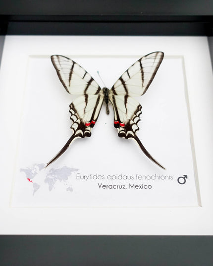 Eurytides epidaus fenochionis, mexican kite swallowtail, long-tailed kite, entomology gift, taxidermy butterfly, wall decor