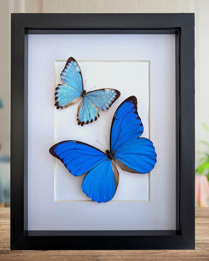 Framed blue morpho butterfly taxidermy: brazil nature art (8x10 inches)