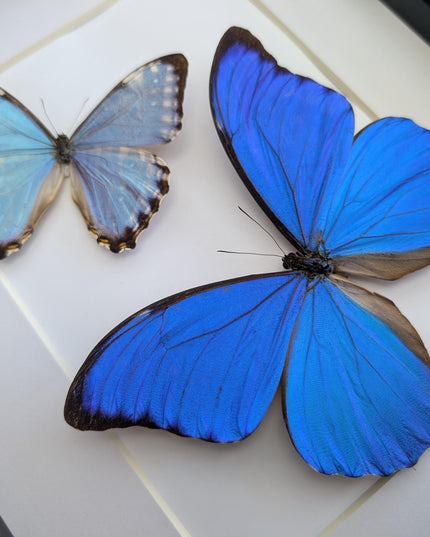 Framed blue morpho butterfly taxidermy: brazil nature art (8x10 inches)