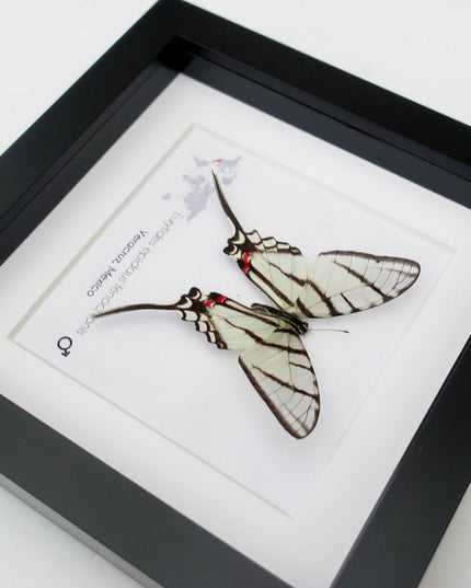 Eurytides epidaus fenochionis, mexican kite swallowtail, long-tailed kite, entomology gift, taxidermy butterfly, wall decor
