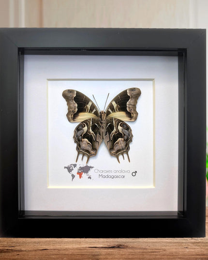 Framed Charaxes analava Butterfly, Madagascar Taxidermy Gift (6x6)