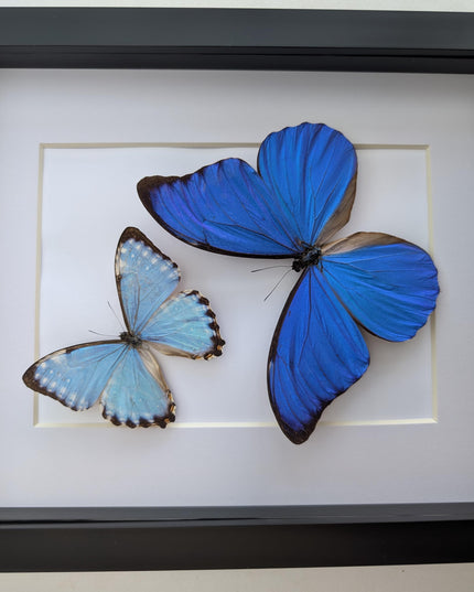 Framed blue morpho butterfly taxidermy: brazil nature art (8x10 inches)