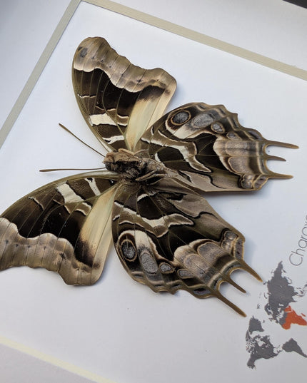 Framed Charaxes analava Butterfly, Madagascar Taxidermy Gift (6x6)