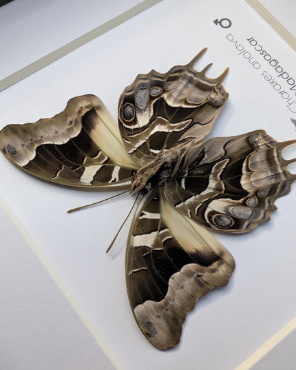 Framed Charaxes analava Butterfly, Madagascar Taxidermy Gift (6x6)