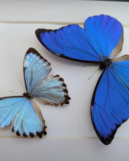 Framed blue morpho butterfly taxidermy: brazil nature art (8x10 inches)