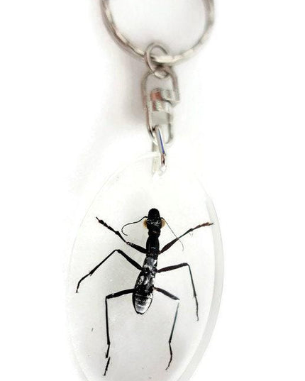 Real ant keychain, resin keyring, formicinae ssp