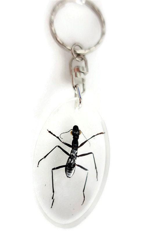 Real ant keychain, resin keyring, formicinae ssp
