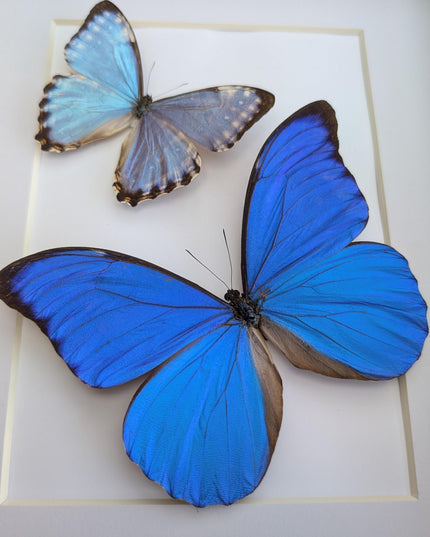 Framed blue morpho butterfly taxidermy: brazil nature art (8x10 inches)