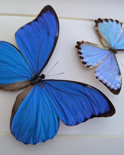Framed blue morpho butterfly taxidermy: brazil nature art (8x10 inches)