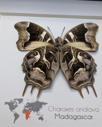 Framed Charaxes analava Butterfly, Madagascar Taxidermy Gift (6x6)