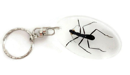 Real ant keychain, resin keyring, formicinae ssp