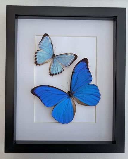 Framed blue morpho butterfly taxidermy: brazil nature art (8x10 inches)