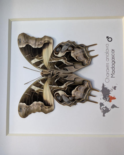 Framed Charaxes analava Butterfly, Madagascar Taxidermy Gift (6x6)