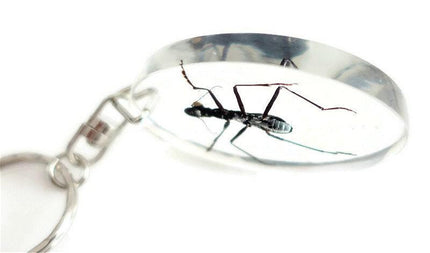 Real ant keychain, resin keyring, formicinae ssp