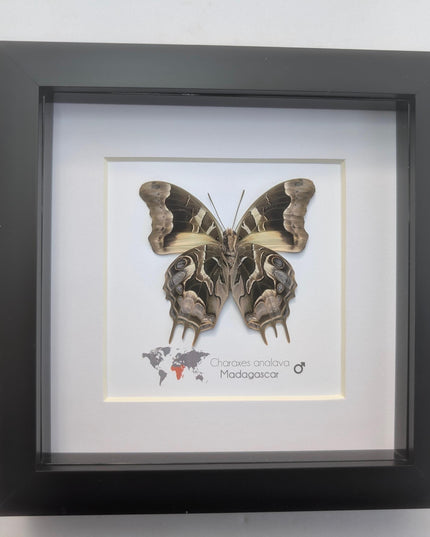 Framed Charaxes analava Butterfly, Madagascar Taxidermy Gift (6x6)
