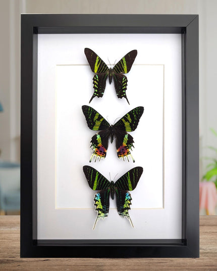 Framed Madagascan Sunset Moth Taxidermy, Ethically Sourced Set of 3