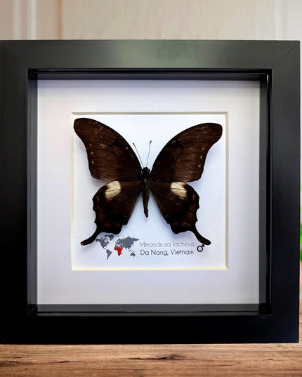 Framed Yellow Gorgon Butterfly Taxidermy, Nature Wall Art (6x6)