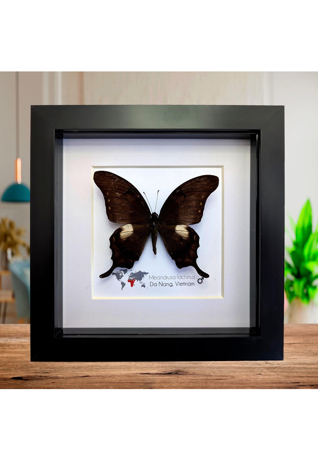Framed Yellow Gorgon Butterfly Taxidermy, Nature Wall Art (6x6)