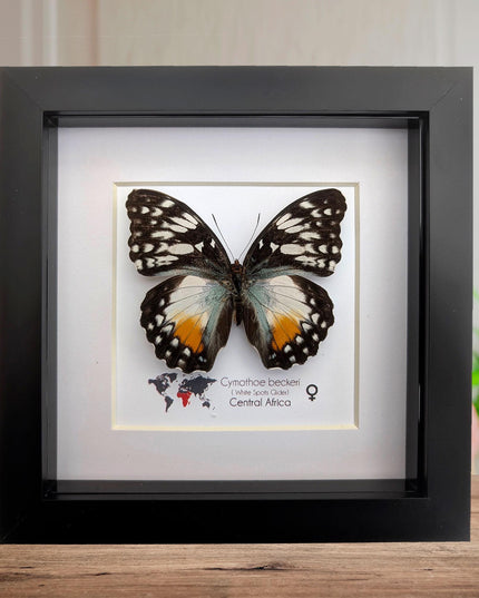 Framed Taxidermy Butterfly, Cymothoe Beckeri Female, White Spots Glider