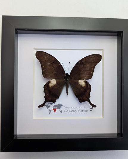 Framed Yellow Gorgon Butterfly Taxidermy, Nature Wall Art (6x6)