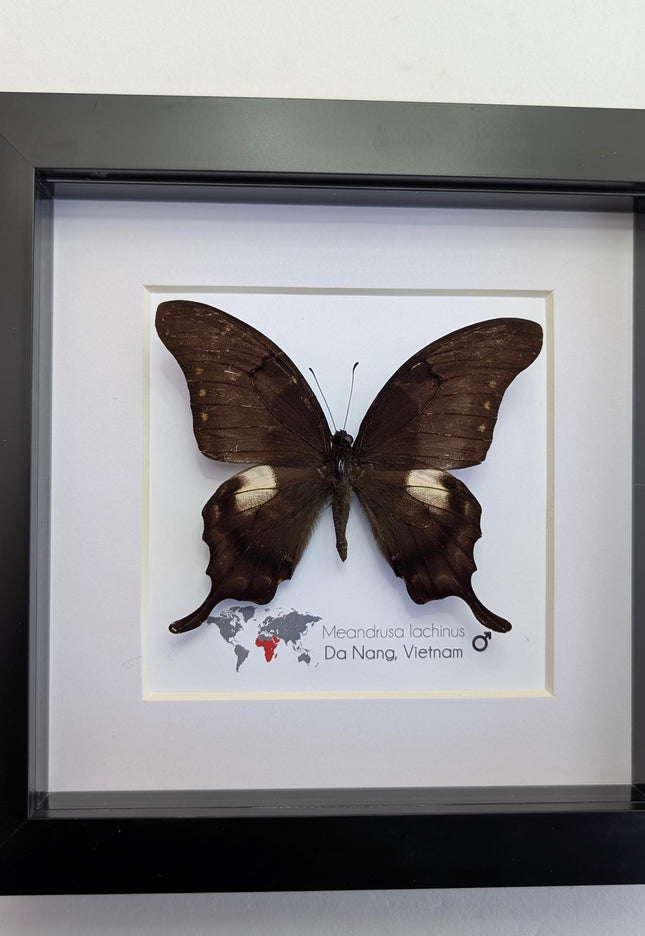 Framed Yellow Gorgon Butterfly Taxidermy, Nature Wall Art (6x6)