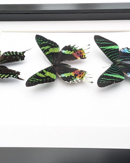 Framed Madagascan Sunset Moth Taxidermy, Ethically Sourced Set of 3