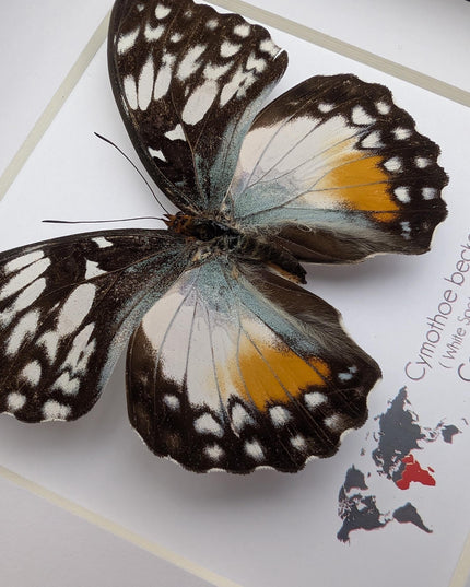 Framed Taxidermy Butterfly, Cymothoe Beckeri Female, White Spots Glider