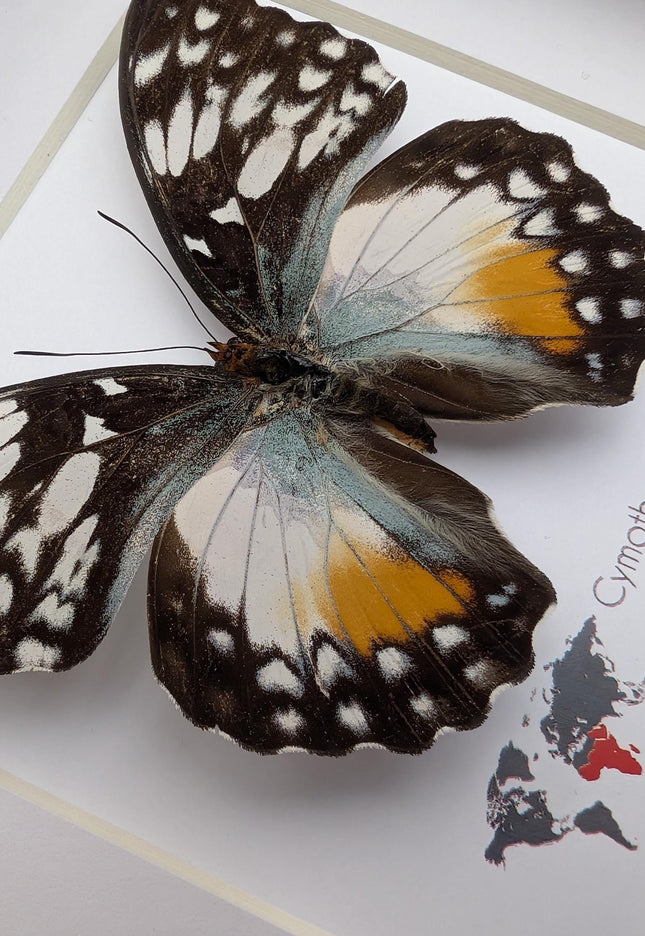 Framed Taxidermy Butterfly, Cymothoe Beckeri Female, White Spots Glider
