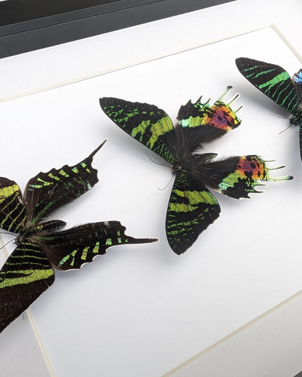 Framed Madagascan Sunset Moth Taxidermy, Ethically Sourced Set of 3