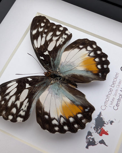 Framed Taxidermy Butterfly, Cymothoe Beckeri Female, White Spots Glider