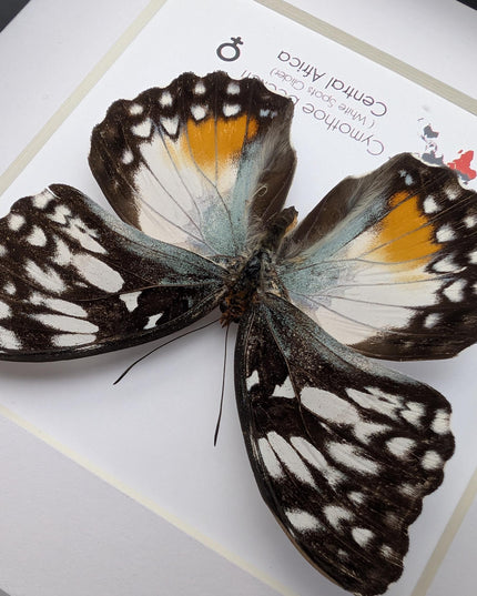 Framed Taxidermy Butterfly, Cymothoe Beckeri Female, White Spots Glider