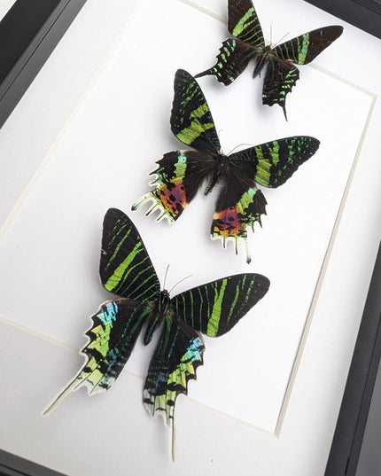 Framed Madagascan Sunset Moth Taxidermy, Ethically Sourced Set of 3