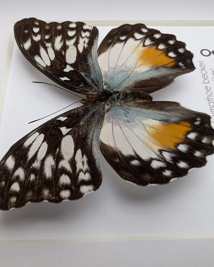 Framed Taxidermy Butterfly, Cymothoe Beckeri Female, White Spots Glider