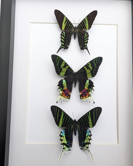 Framed Madagascan Sunset Moth Taxidermy, Ethically Sourced Set of 3